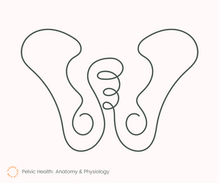 pelvic health aleenta health club blog ellie parnell glide physio and pilates physiotherapy womens health