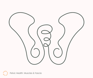 Pelvic Health: Muscles & Fascia